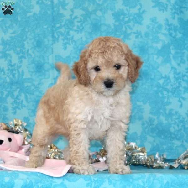 Kaleb, Shih-Poo Puppy